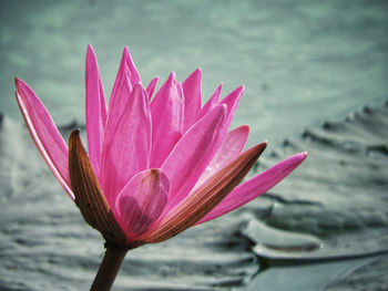 Close-up of pink water lily in lake