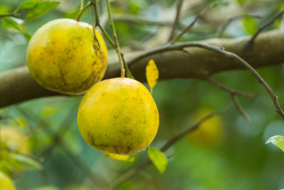 Close-up of fruits on tree