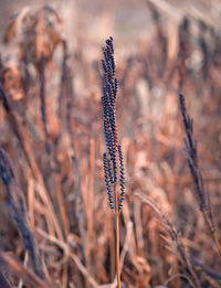 Close-up of plant on field