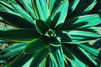 Full frame shot of green leaves