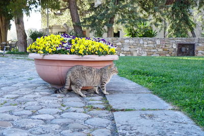 View of a cat on plant at park