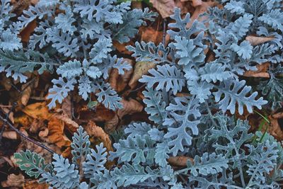 Close-up of leaves on plant