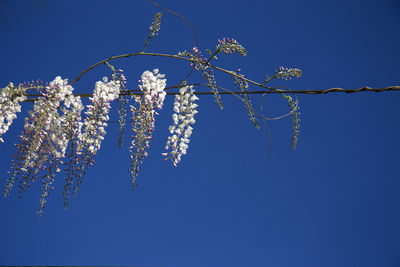 Low angle view of flowers against blue sky