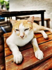 Close-up of cat sitting on bench