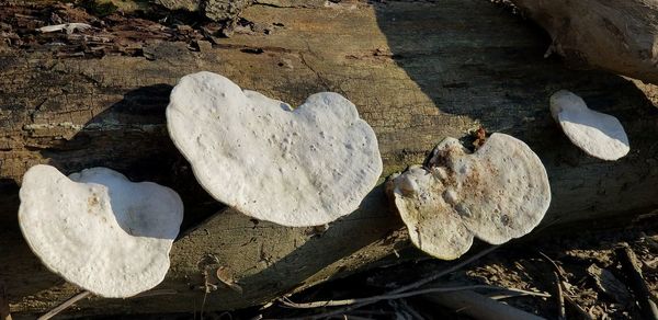 Close-up of rocks