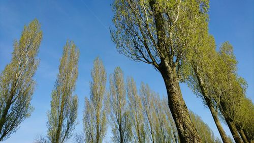 Low angle view of trees against sky