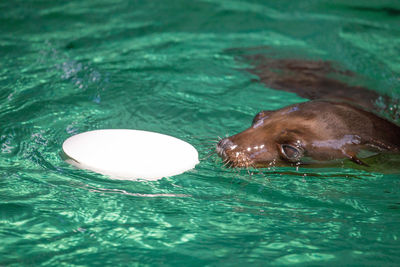 Close-up of dog swimming in water