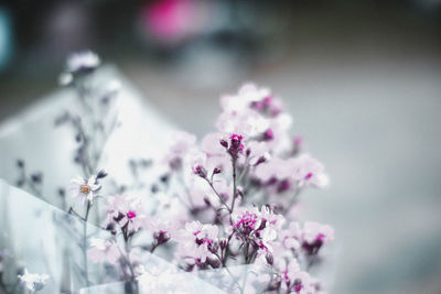 Close-up of pink cherry blossom