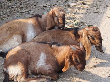 High angle view of goats lying down
