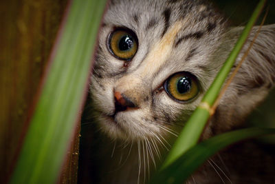 Close-up portrait of cat against plants