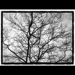 Low angle view of bare trees against the sky