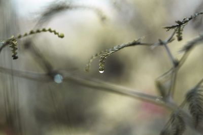 Close-up of water drops on plant