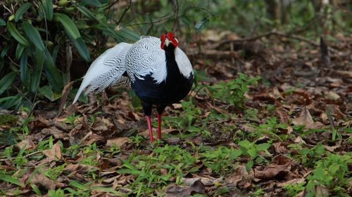 Bird in a forest