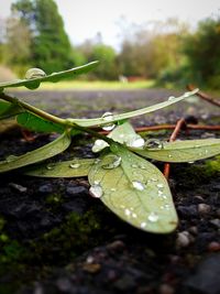 Close-up of fresh green leaf