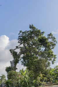 Low angle view of tree against sky