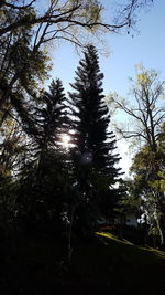 Low angle view of trees in forest against sky