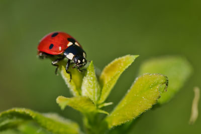 Close-up of ladybug on leaf