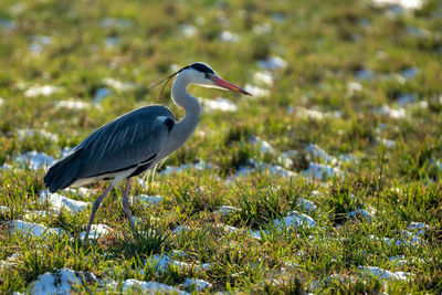 High angle view of gray heron on land