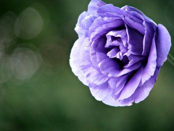 Close-up of purple flower