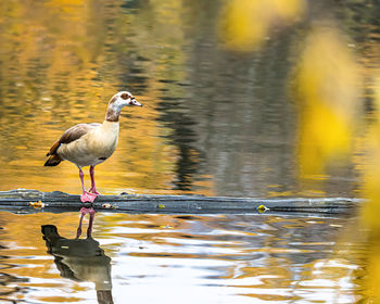 Seagull perching on a lake