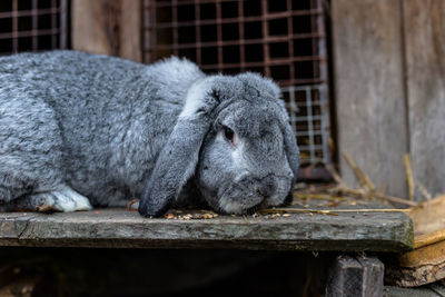 A close-up shot of a breeding rabbit standing in front of a wooden cage.