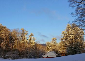 Snow covered trees against blue sky