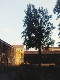 Low angle view of trees in city against sky