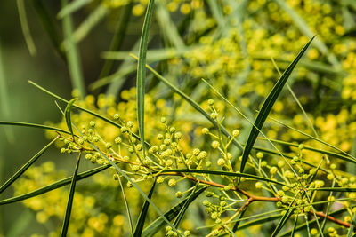 Close-up of wet plant on field