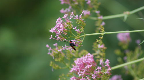 Close-up of bee pollinating on purple flower