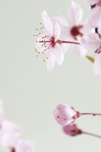 Close-up of cherry blossom