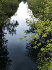 High angle view of trees growing in forest