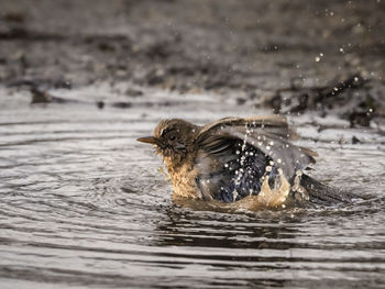 Close up of blackbird bathes