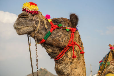 Camel portrait at the pushkar camel fair. rajasthan, india, asia