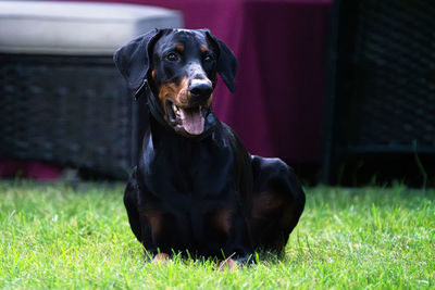 pet