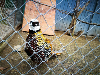 Close-up of rooster on chainlink fence