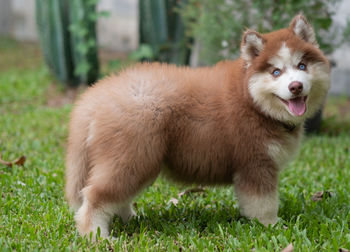 Portrait of dog on grassy field