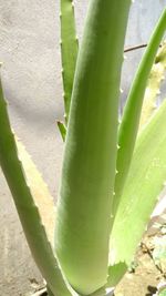 Close-up view of plant