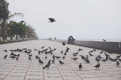 Pigeons perching on footpath against clear sky in city