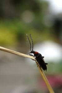 Close-up of plant against blurred background