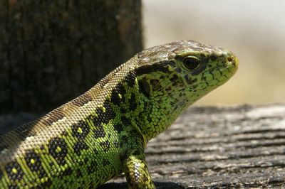 Close-up of lizard