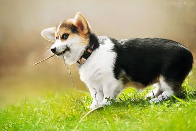 Dog looking away on field