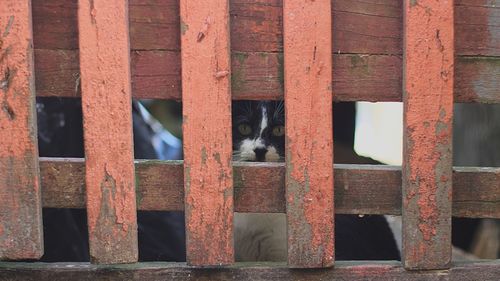 Cat seen through fence