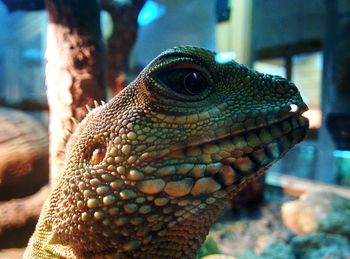 Close up of an animal