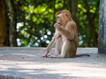 Monkey sitting on tree