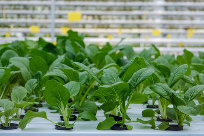 Close-up of fresh green plants