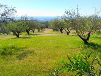 Trees on grassy field