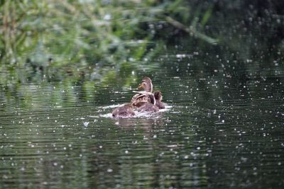 Duck swimming in lake