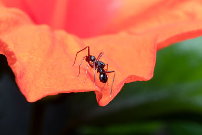 Male ant mimicking spider sits on a orange hibiscus flower