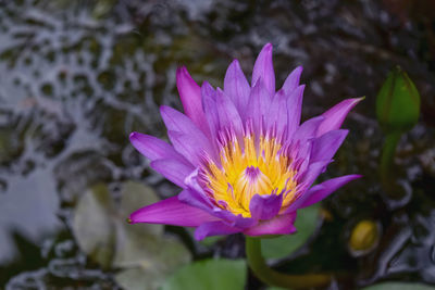 Close-up of purple water lily