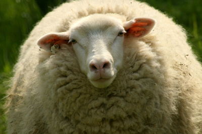 Close-up of sheep